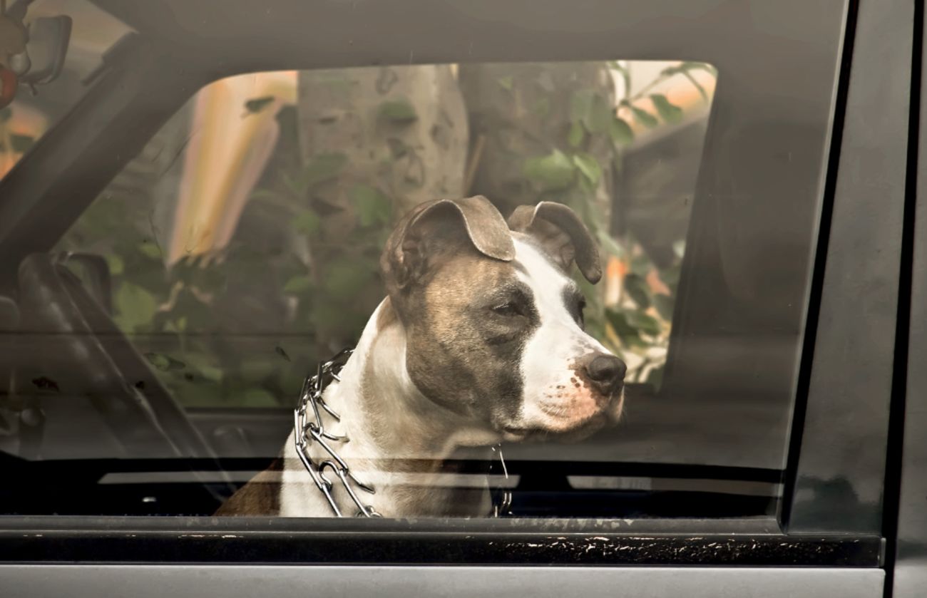 A pit bull mix sitting alone in a parked car, looking out the windowhighlighting the risk of pet theft when dogs are left unattended in vehicles