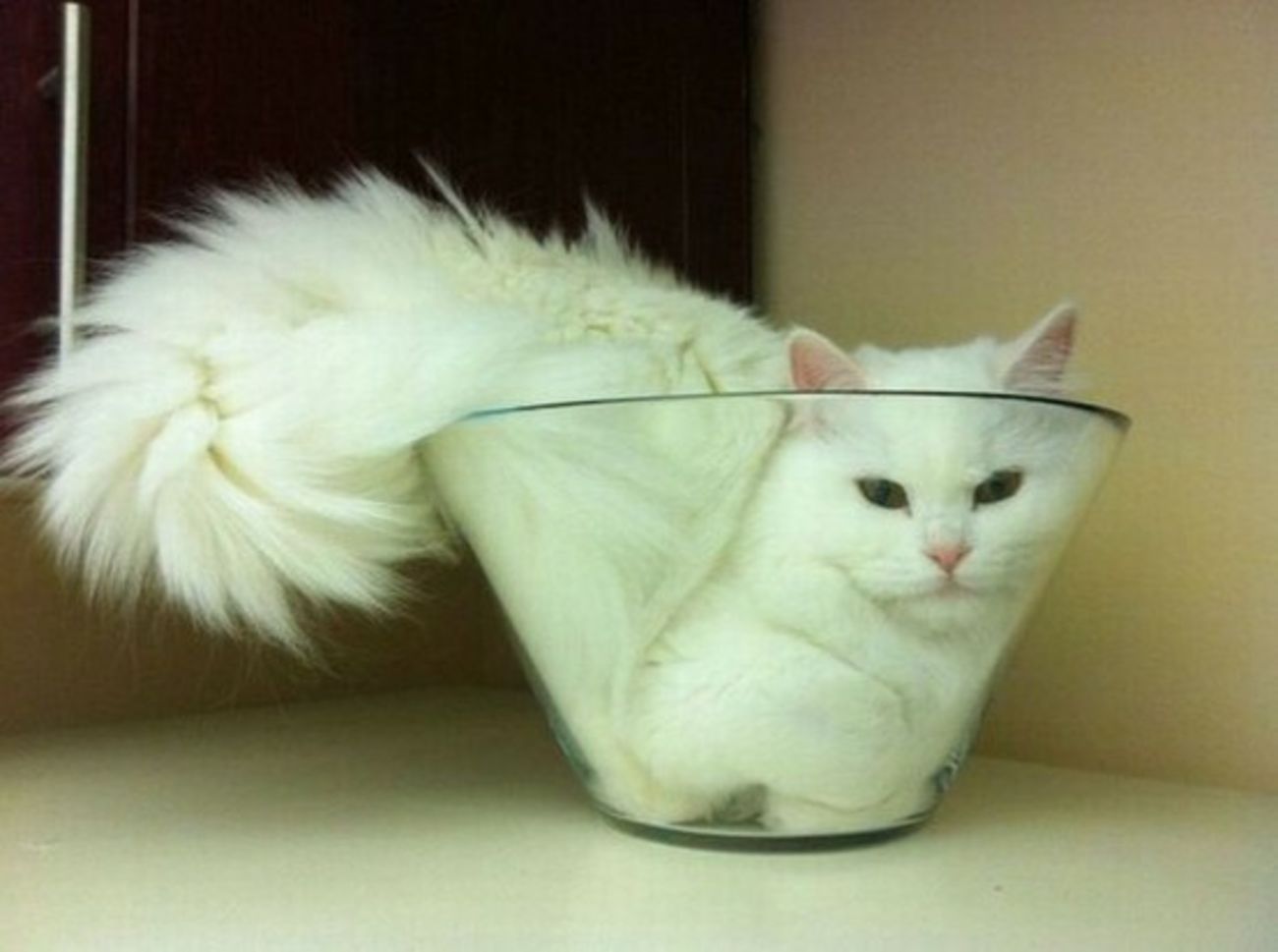 White cat fitting in a small glass bowl