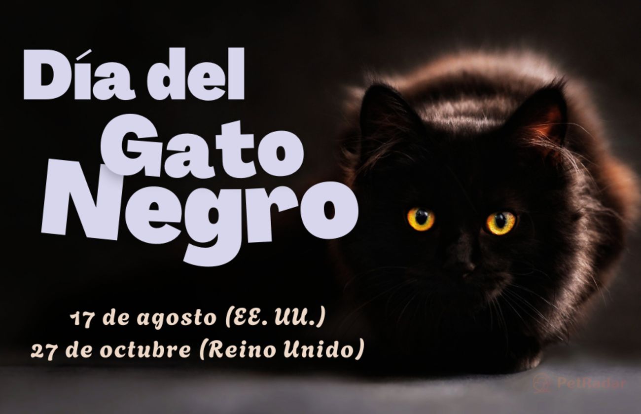 Imagen del Día del Gato Negro con texto en naranja y un gato negro peludo con ojos amarillos, que promueve las fechas de concienciación sobre la adopción en Estados Unidos y Reino Unido