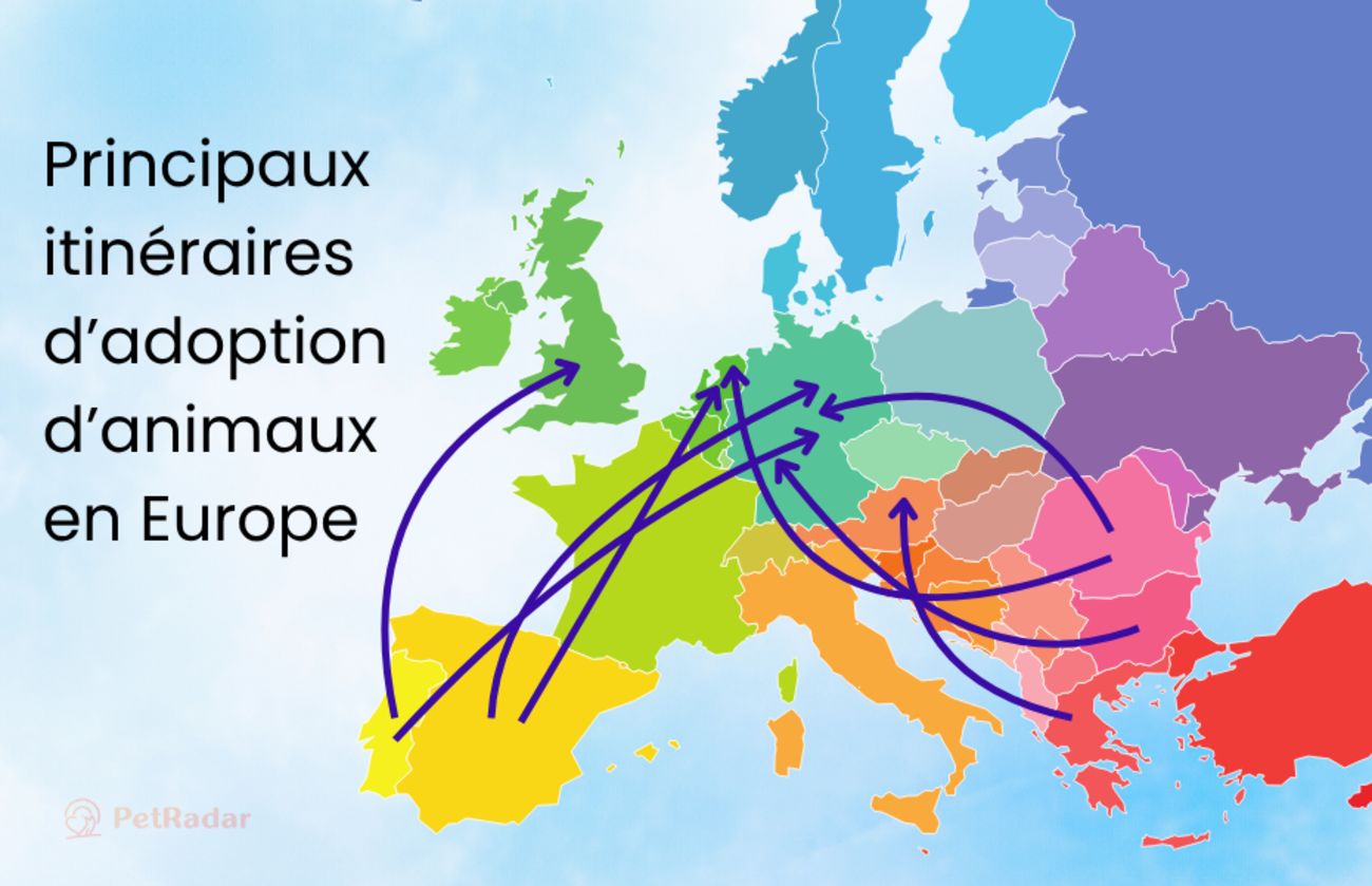 Carte colorée de l’Europe montrant les principales routes d’adoption d’animaux