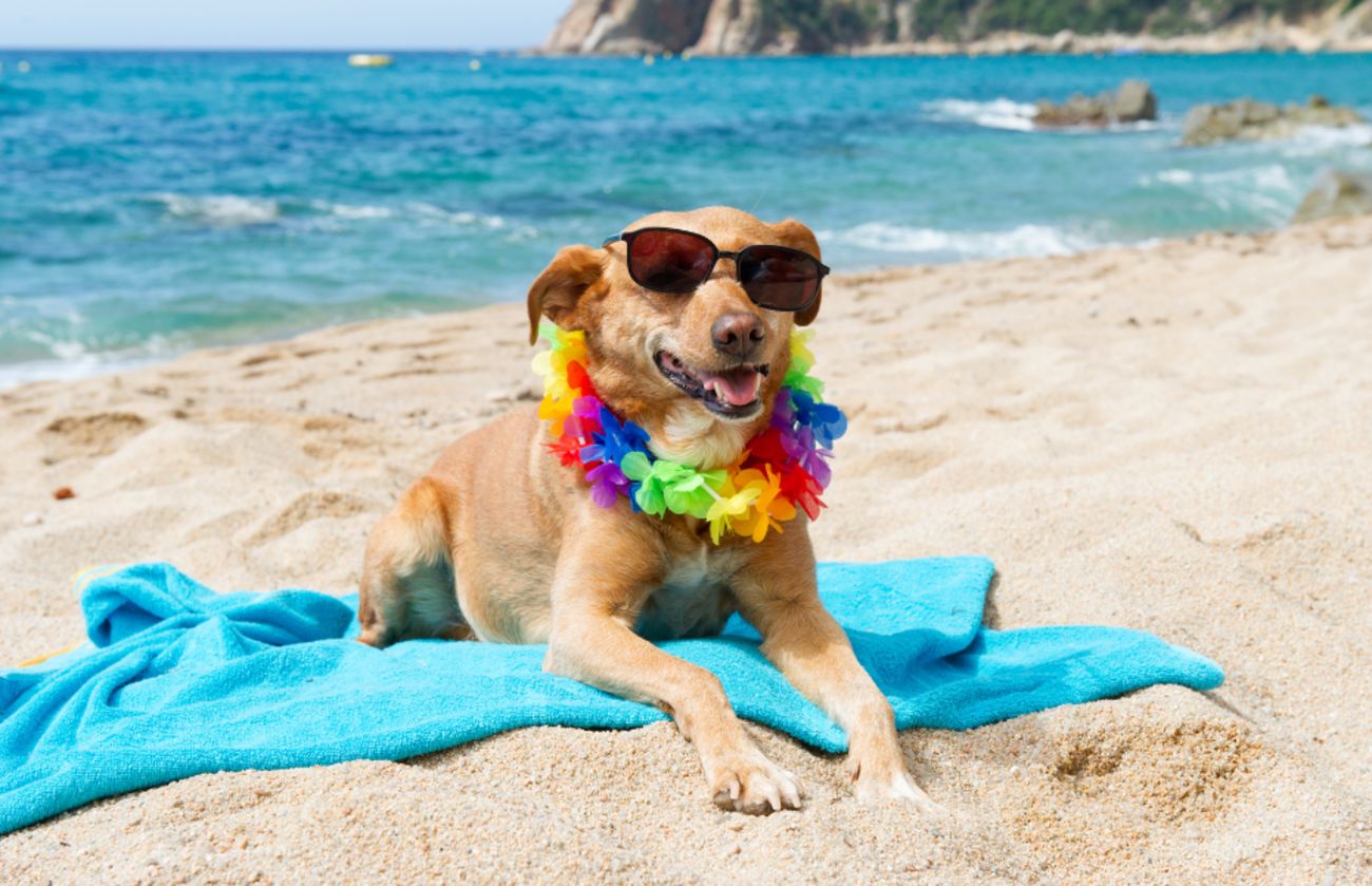 Smiling dog wearing sunglasses and a colorful flower lei, lounging on a blue towel at the beach on a sunny summer day