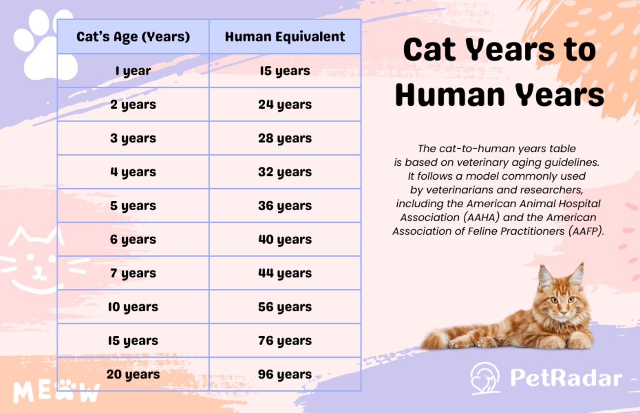 Cat Years to Human Years Converter