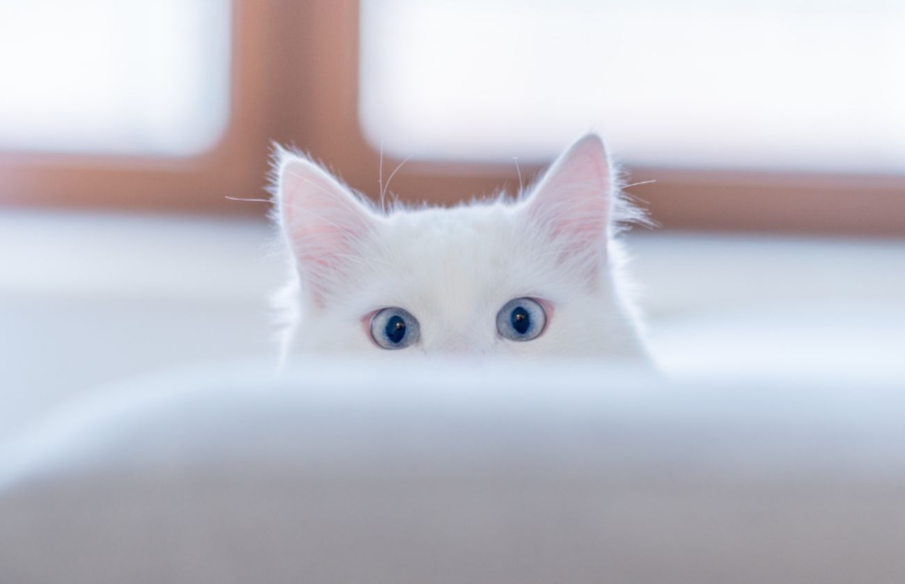 Blue-eyed white cat partially hidden behind a sofa, representing feline curiosity and awareness of surroundings