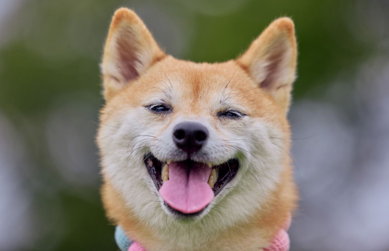Close-up van een lachende Shiba Inu met zijn tong uit, met een roze en groene halsband om.