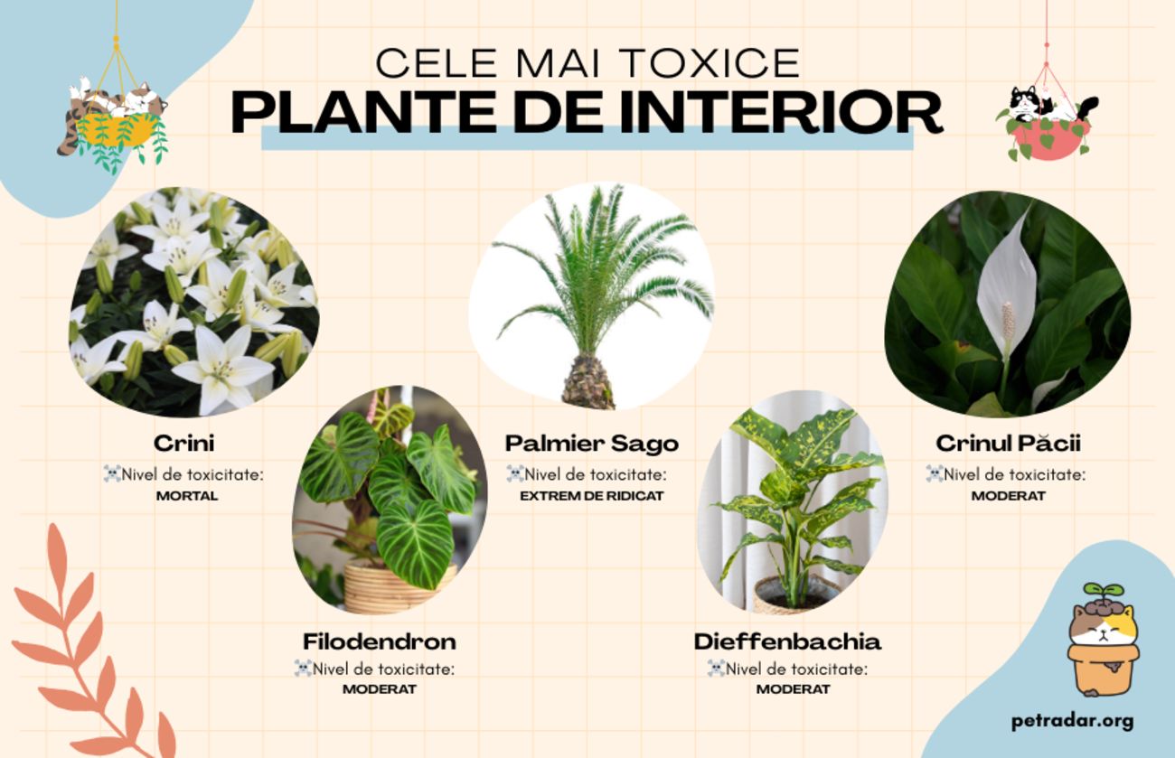 cele mai toxice plante de interior pentru pisici