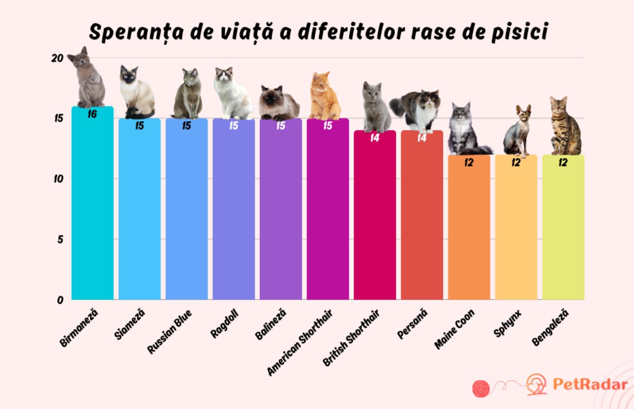 Grafic cu speranța de viață a diferitelor rase de pisici