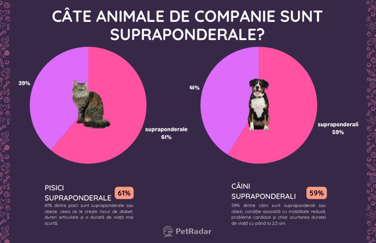 Grafic care arată că 61% dintre pisici și 59% dintre câini sunt supraponderali, cu fotografii ale unei pisici și ale unui câine suprapuse peste segmentele grafice