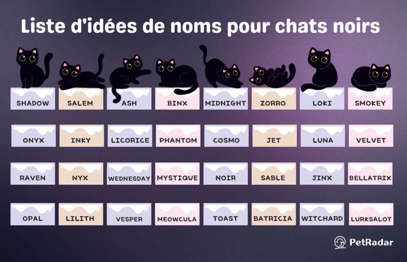 Idées de noms pour chats noirs