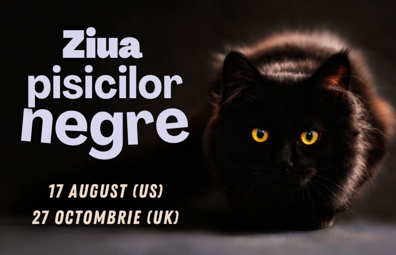 Ziua pisicilor negre in SUA si UK