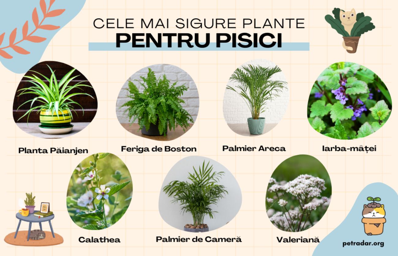 cele mai sigure plante pentru pisici