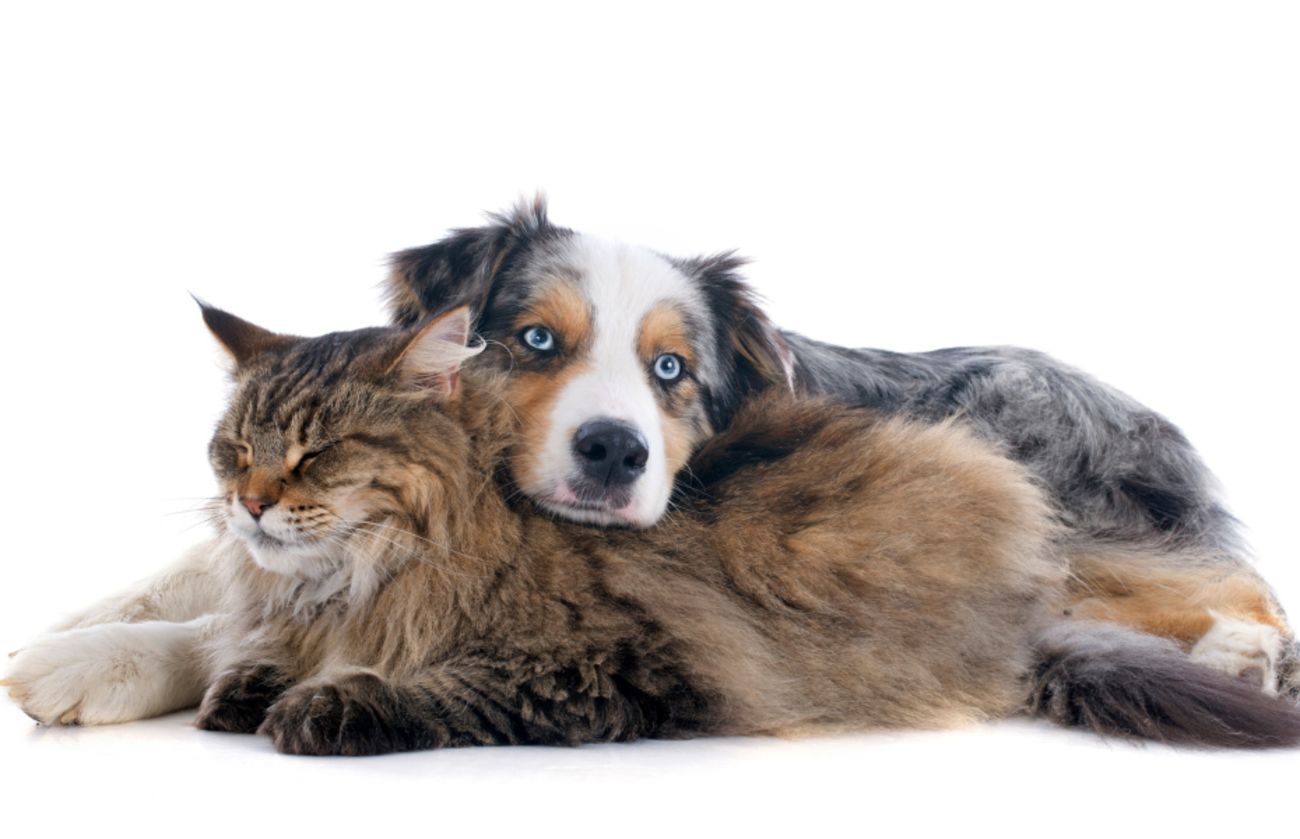 A fluffy cat and an Australian Shepherd cuddled together peacefully, representing love, safety, and the importance of protecting pets from harm