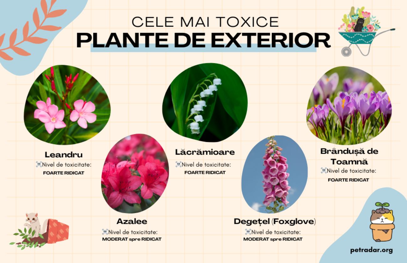 cele mai toxice plante de exterior pentru pisici