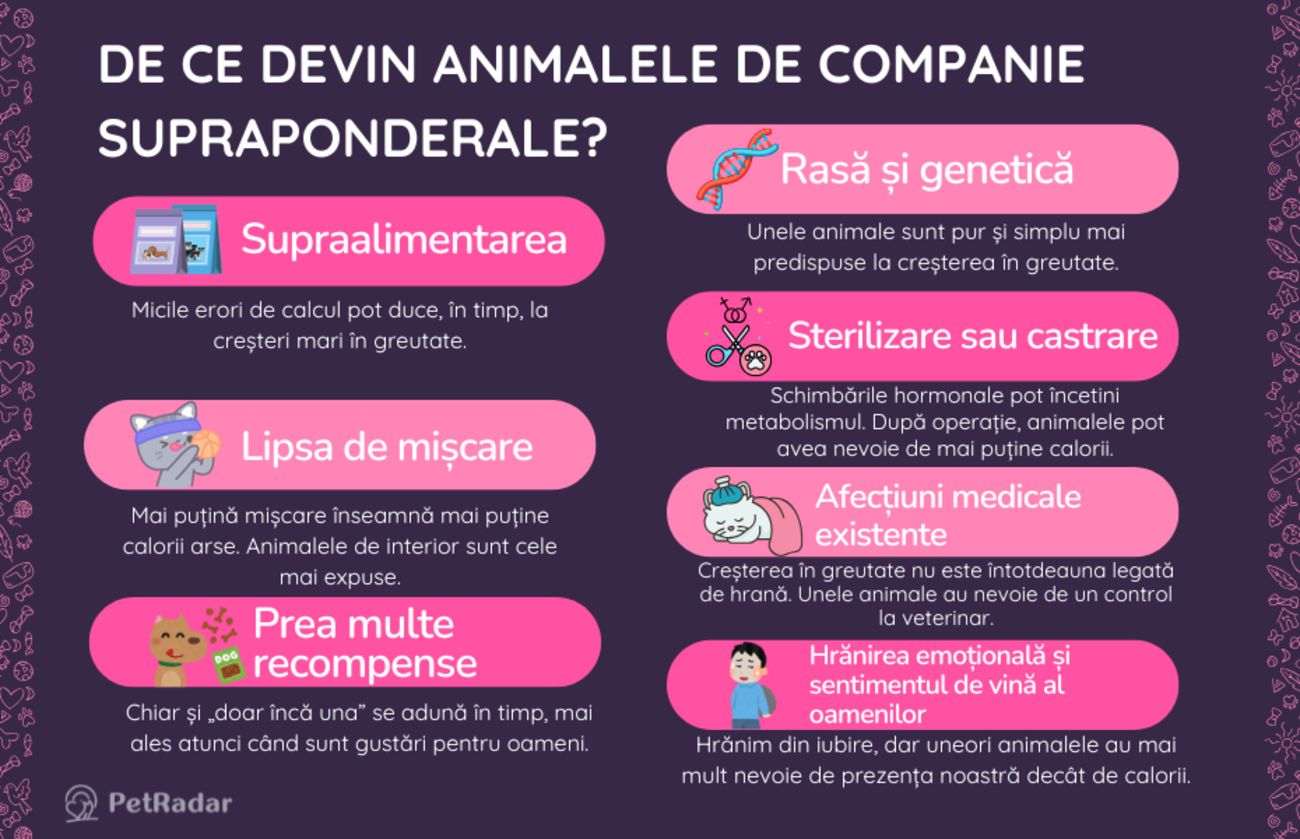 Infografic care explică principalele motive pentru care animalele de companie devin supraponderale, inclusiv supraalimentarea, lipsa de mișcare și hrănirea emoțională, cu pictograme colorate și ilustrații simpatice