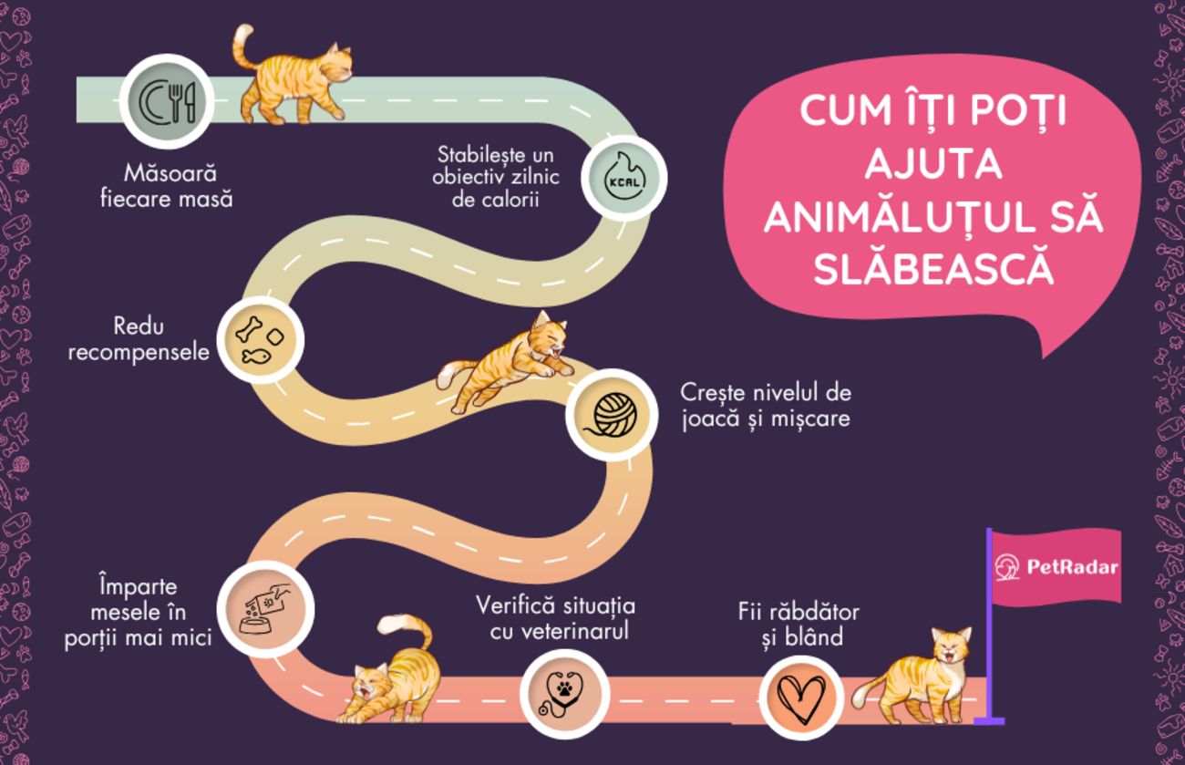 Infografic care prezintă un ghid pas cu pas, într-un stil jucăuș, despre cum îți poți ajuta animalul să slăbească, cu pisici ilustrate care urmează un traseu de la controlul porțiilor până la vizite la veterinar