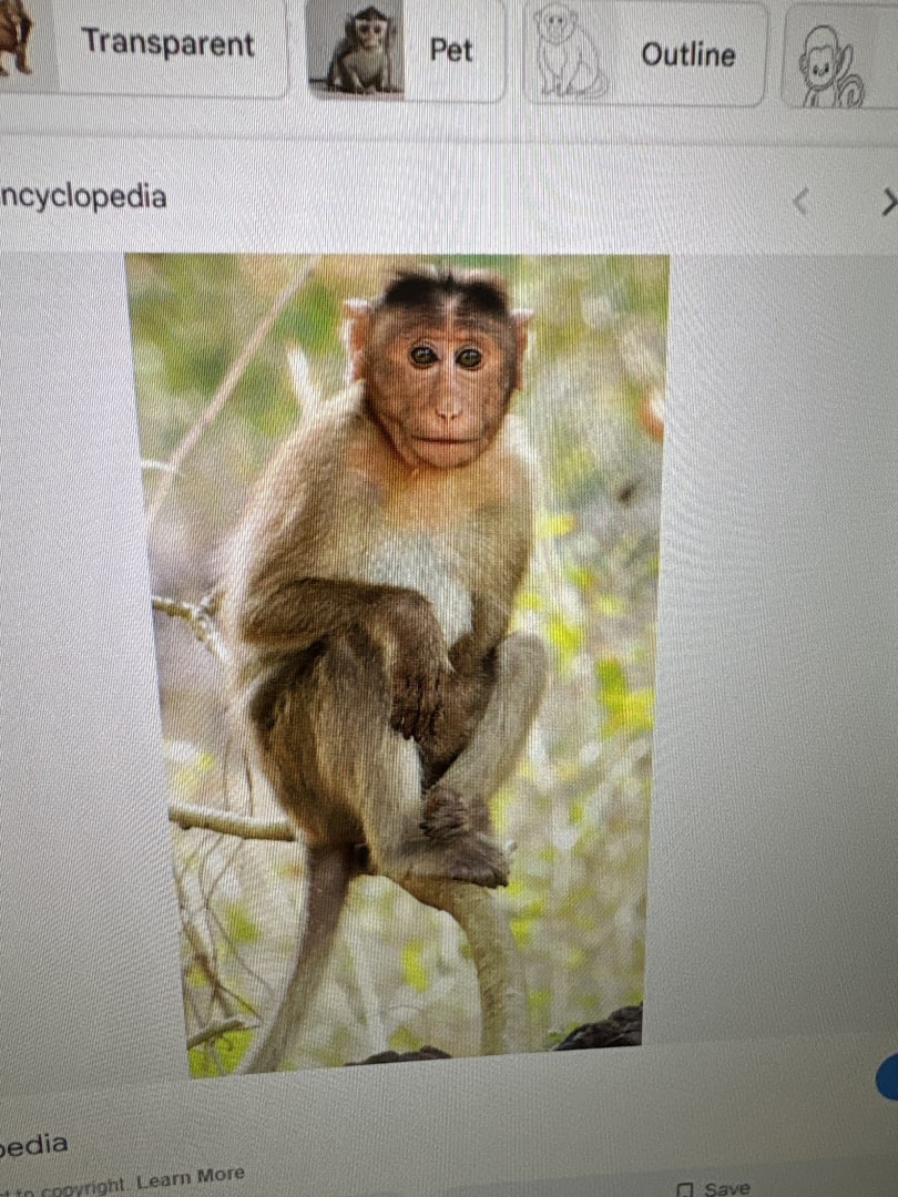 Bonnet Macaque