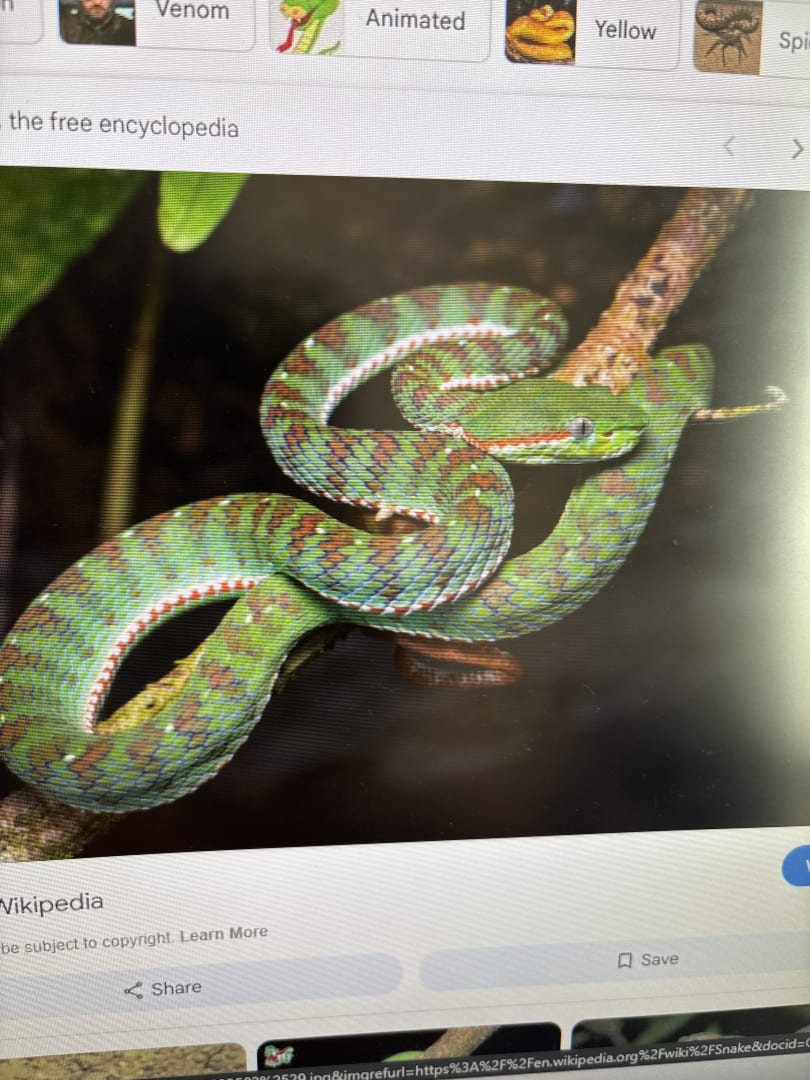 Trimeresurus popeiorum
