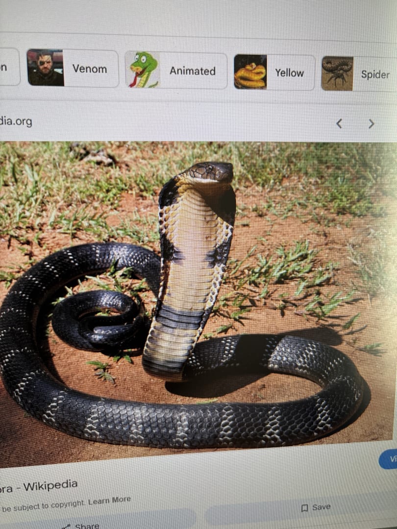 King Cobra