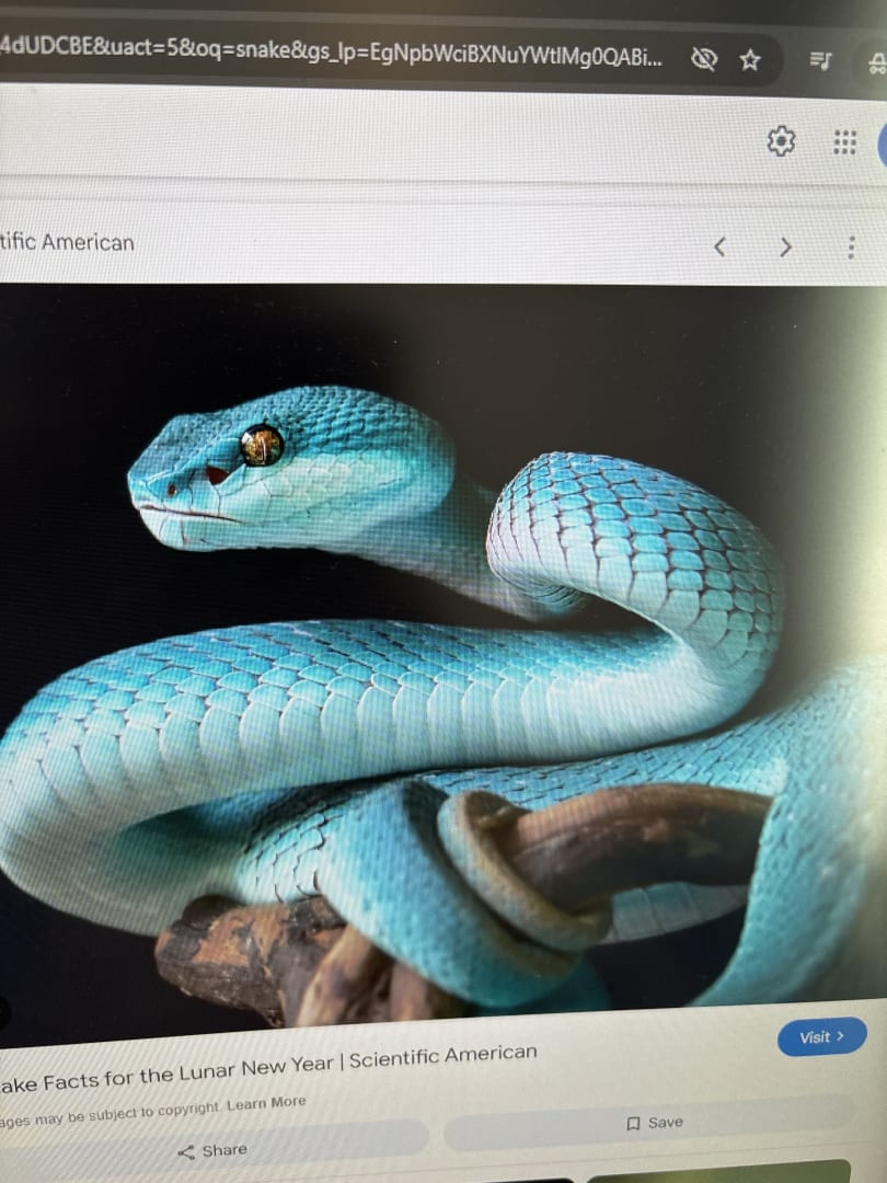 Blue Insularis Viper