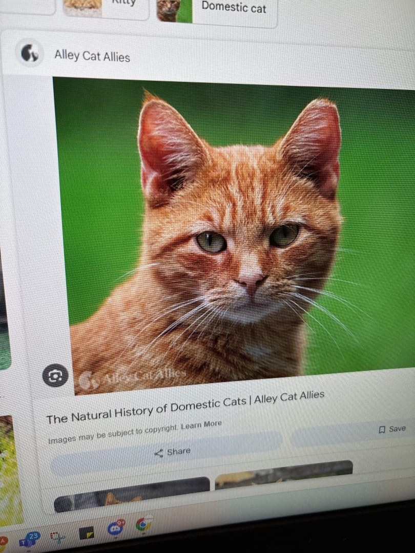 Domestic Shorthair Cat