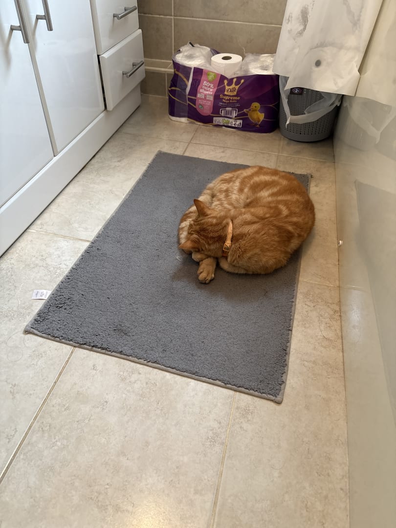 Domestic Shorthair Cat