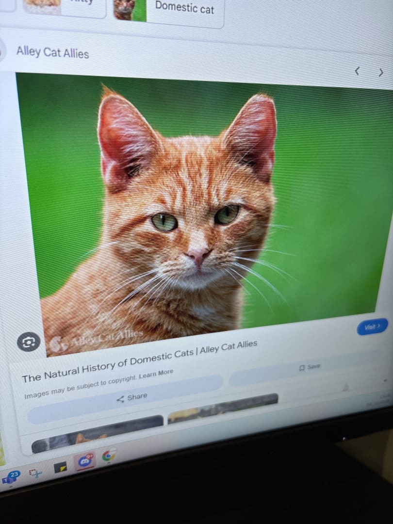 Domestic Shorthair Cat