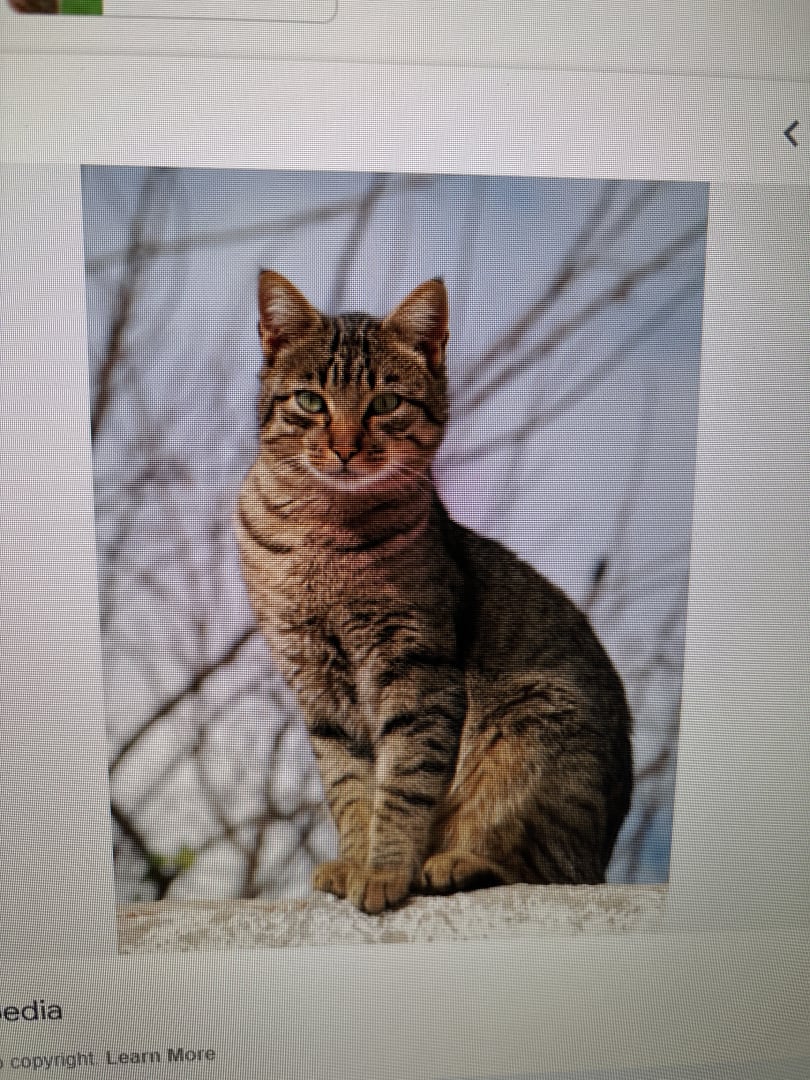 Domestic Shorthair Cat