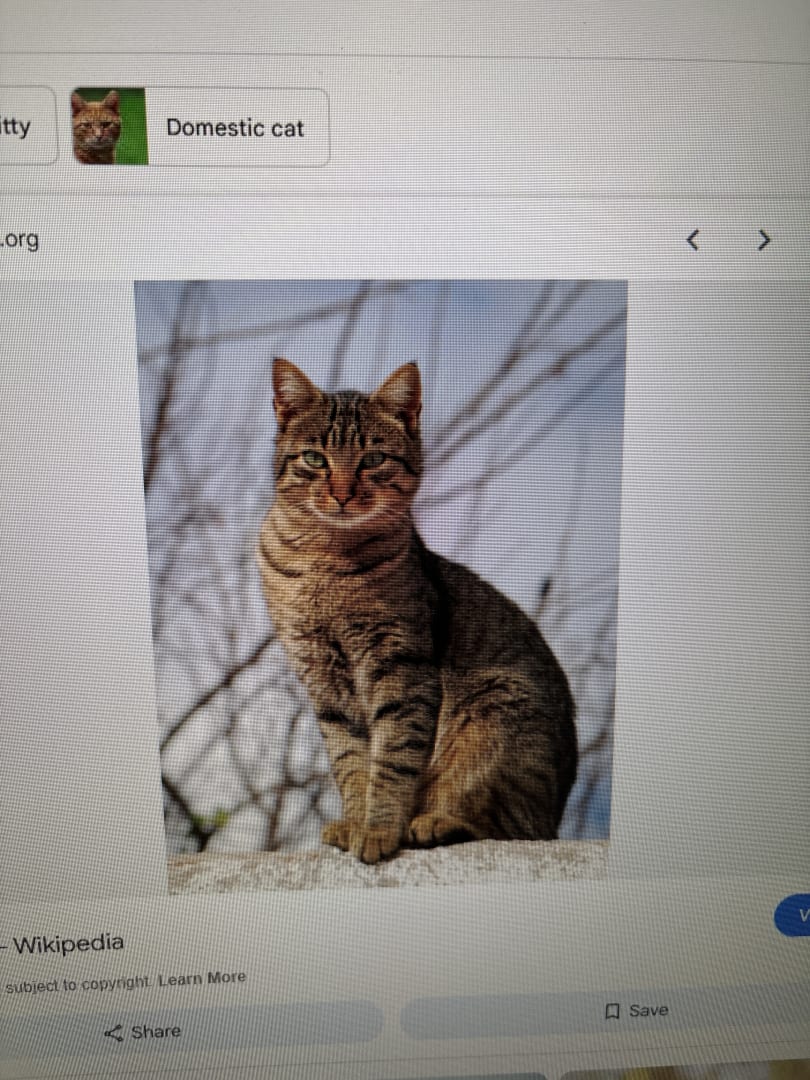 Domestic Shorthair Cat