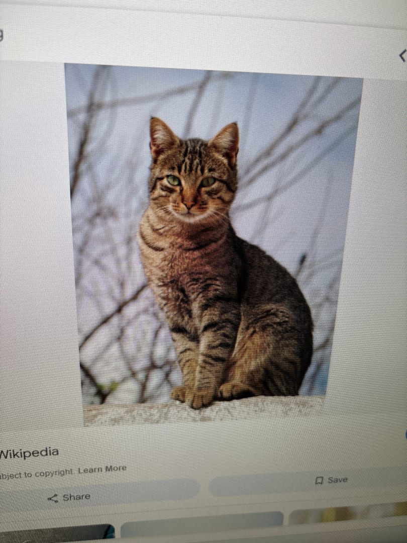 Domestic Shorthair Cat