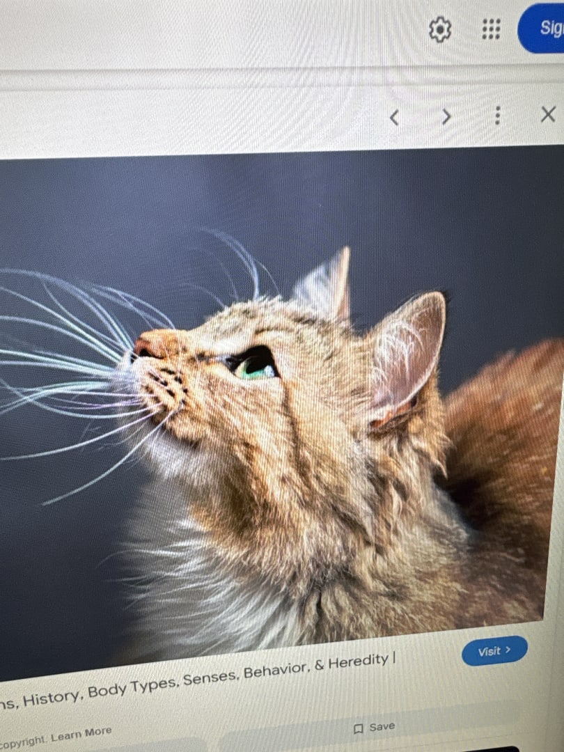 Domestic Cat (Long-haired variety)