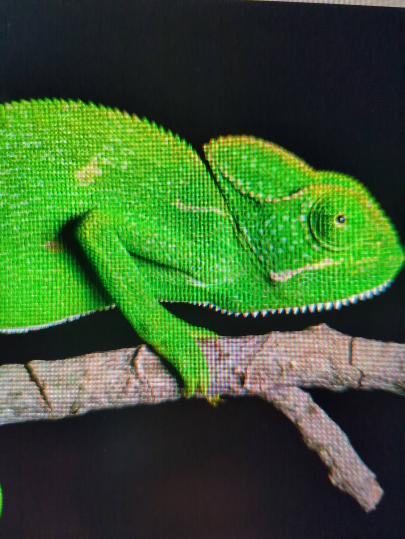 Veiled Chameleon