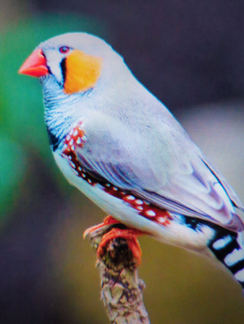 Zebra Finch