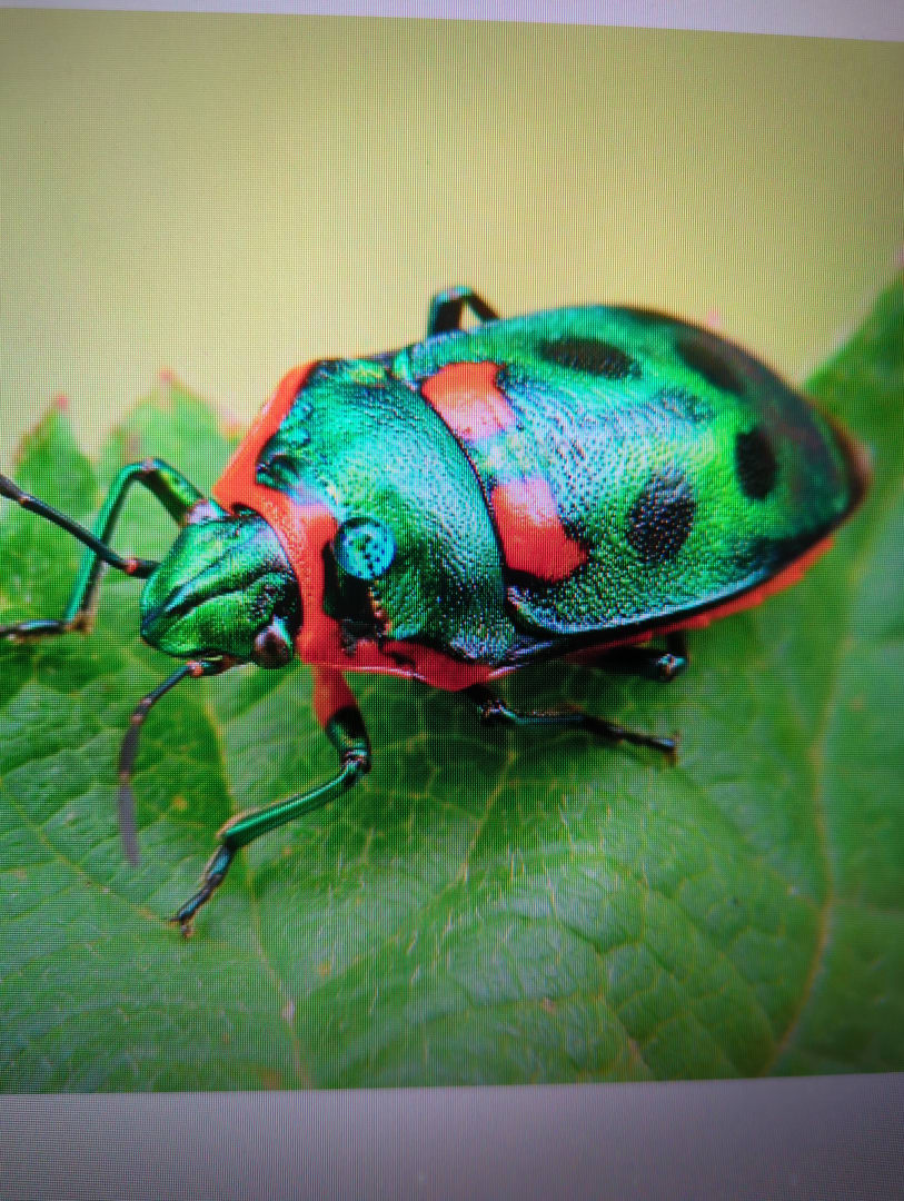 Jewel Bug