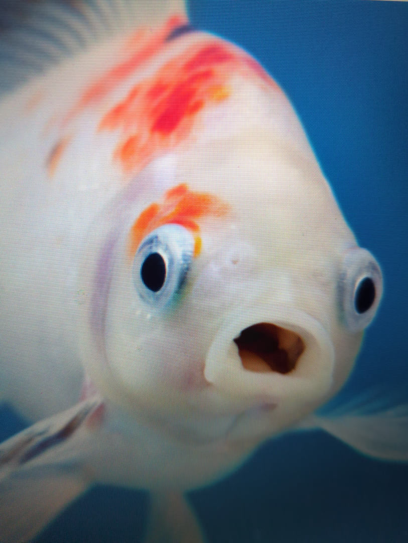 Goldfish (Fantail variety)