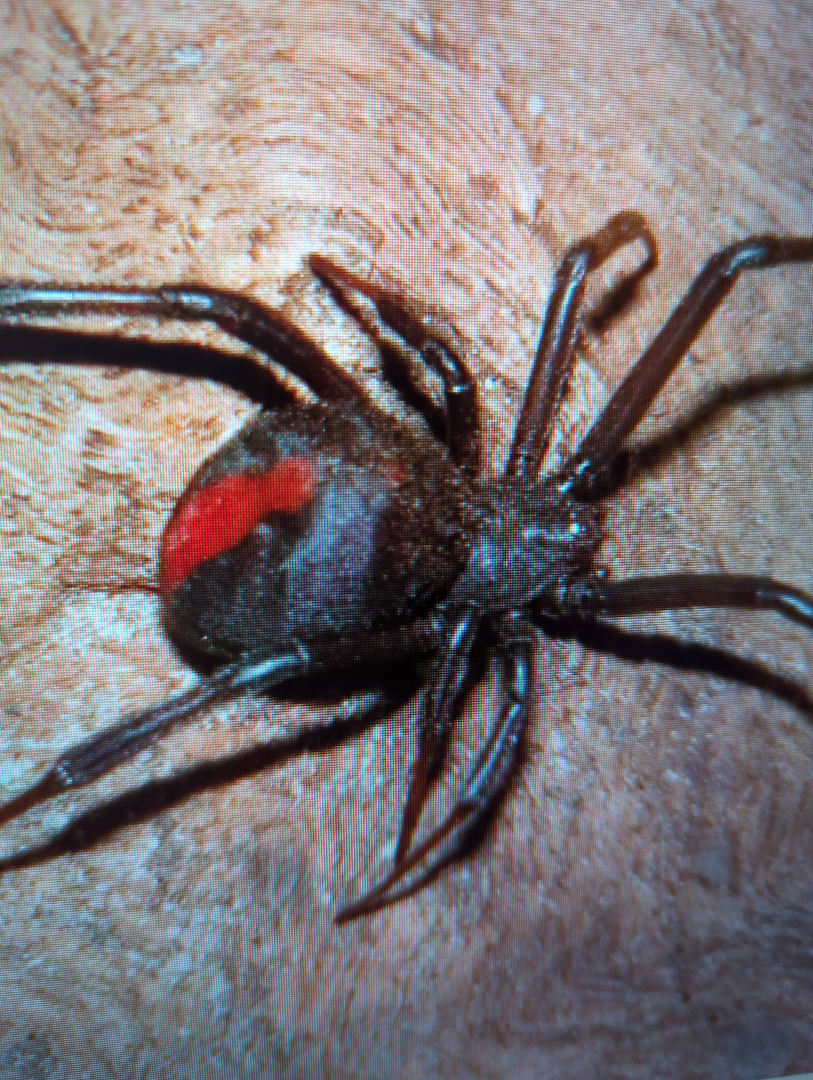Redback Spider