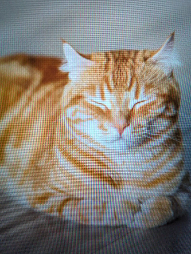 Domestic Cat (Tabby)