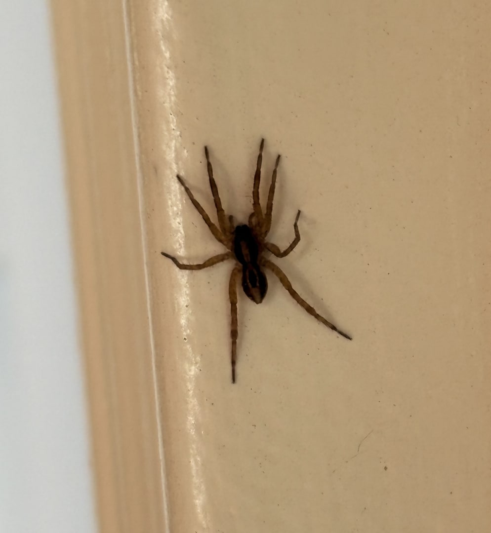 House Spider