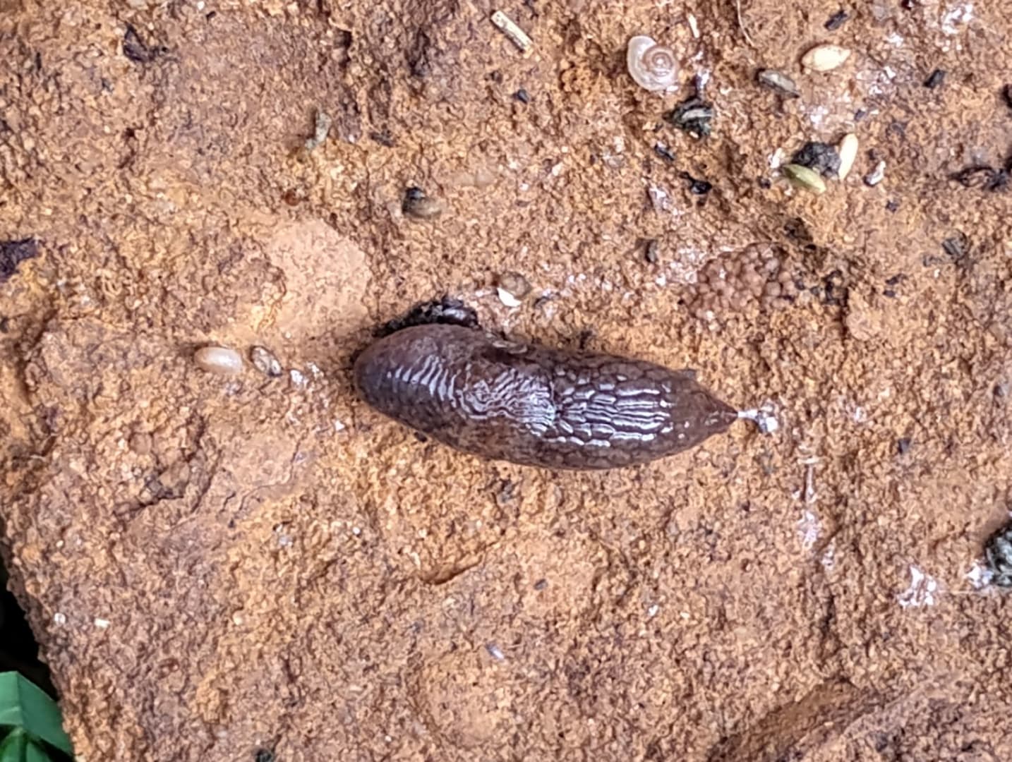 Common Garden Slug