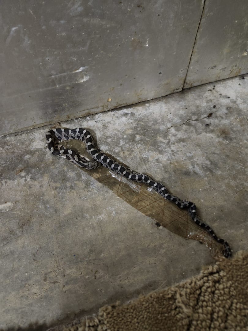 Eastern Milk Snake