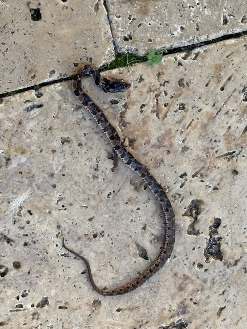Common European Adder
