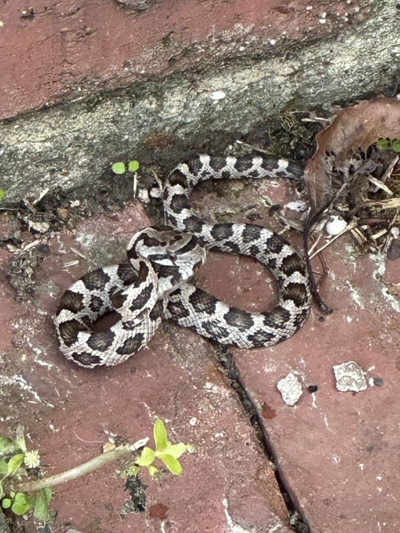 Eastern Hog-nosed Snake