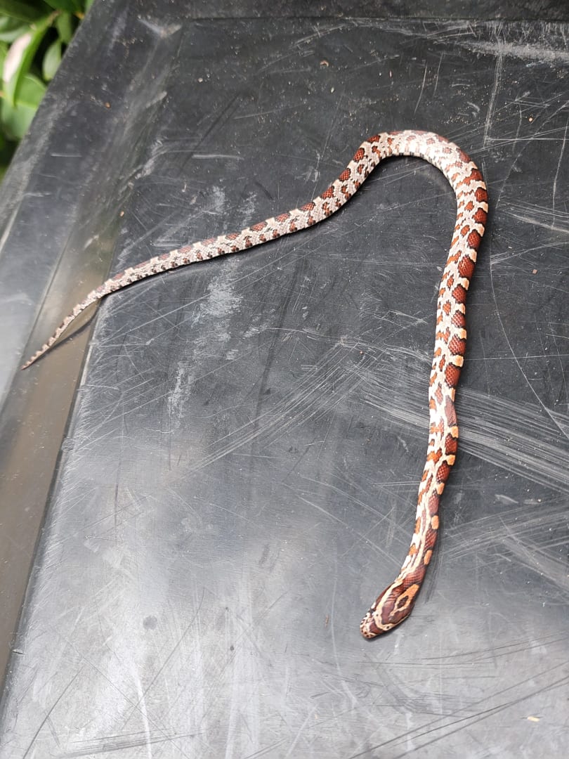 Corn Snake