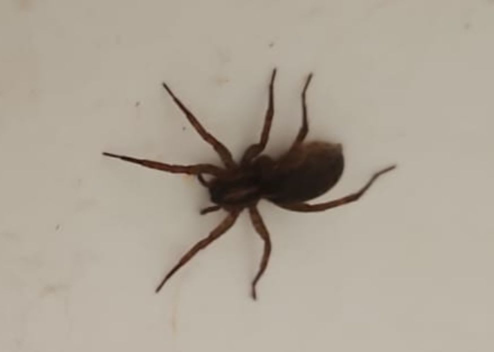 House Spider