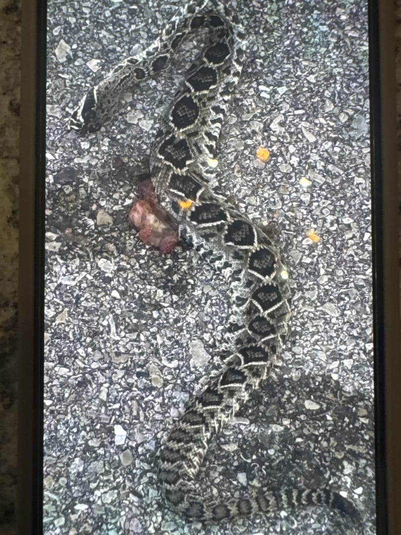 Eastern Diamondback Rattlesnake