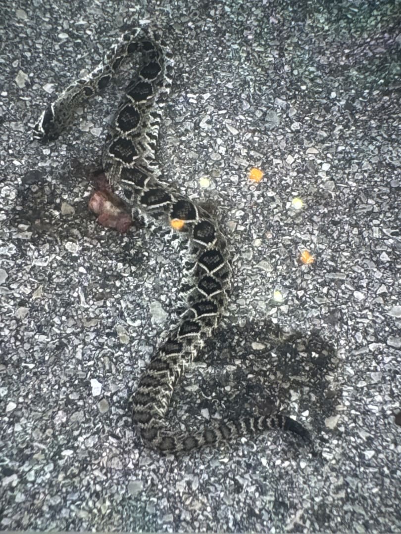 Eastern Diamondback Rattlesnake