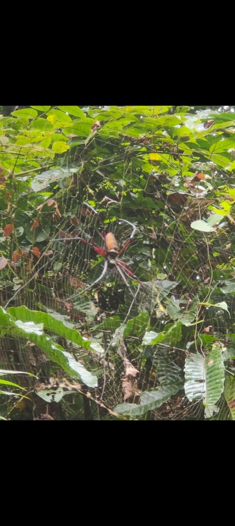 Golden Silk Orb-Weaver