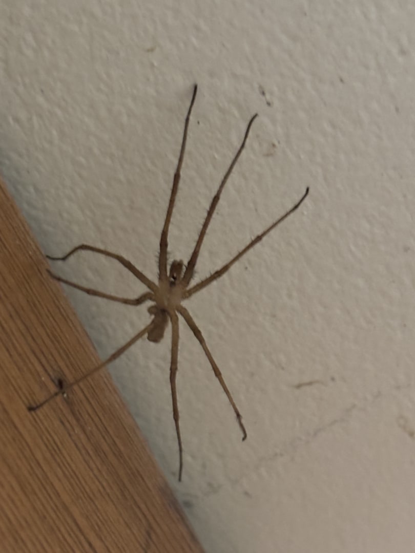 Daddy Longlegs Spider