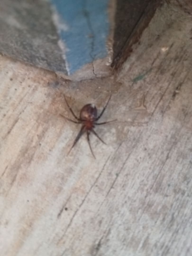 Common House Spider