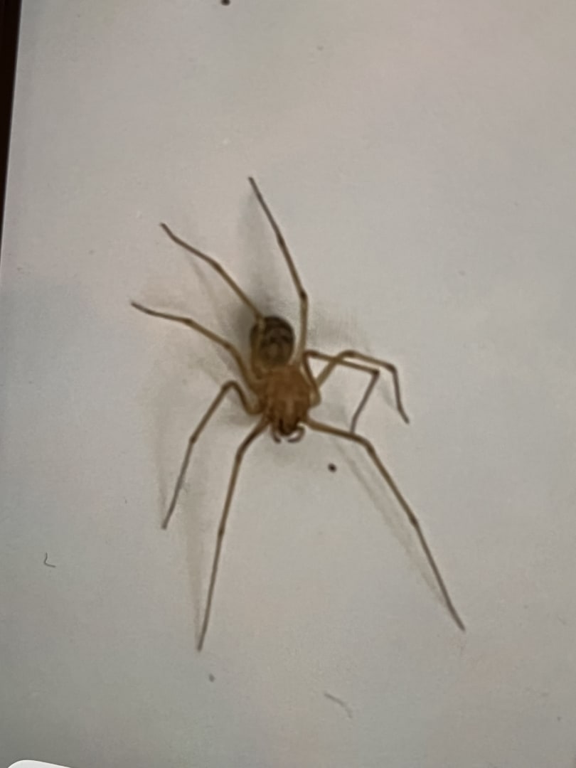 Brown Recluse Spider