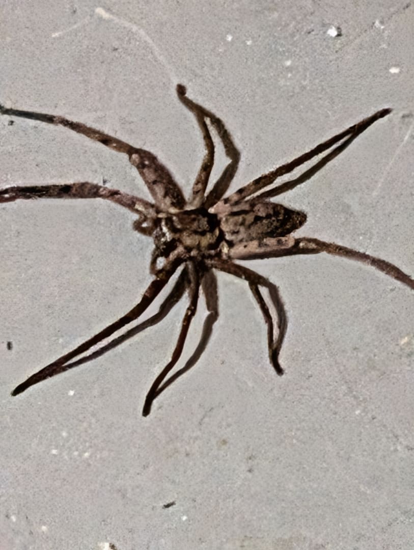 Wolf Spider