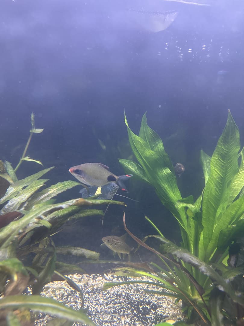 Bolivian Ram